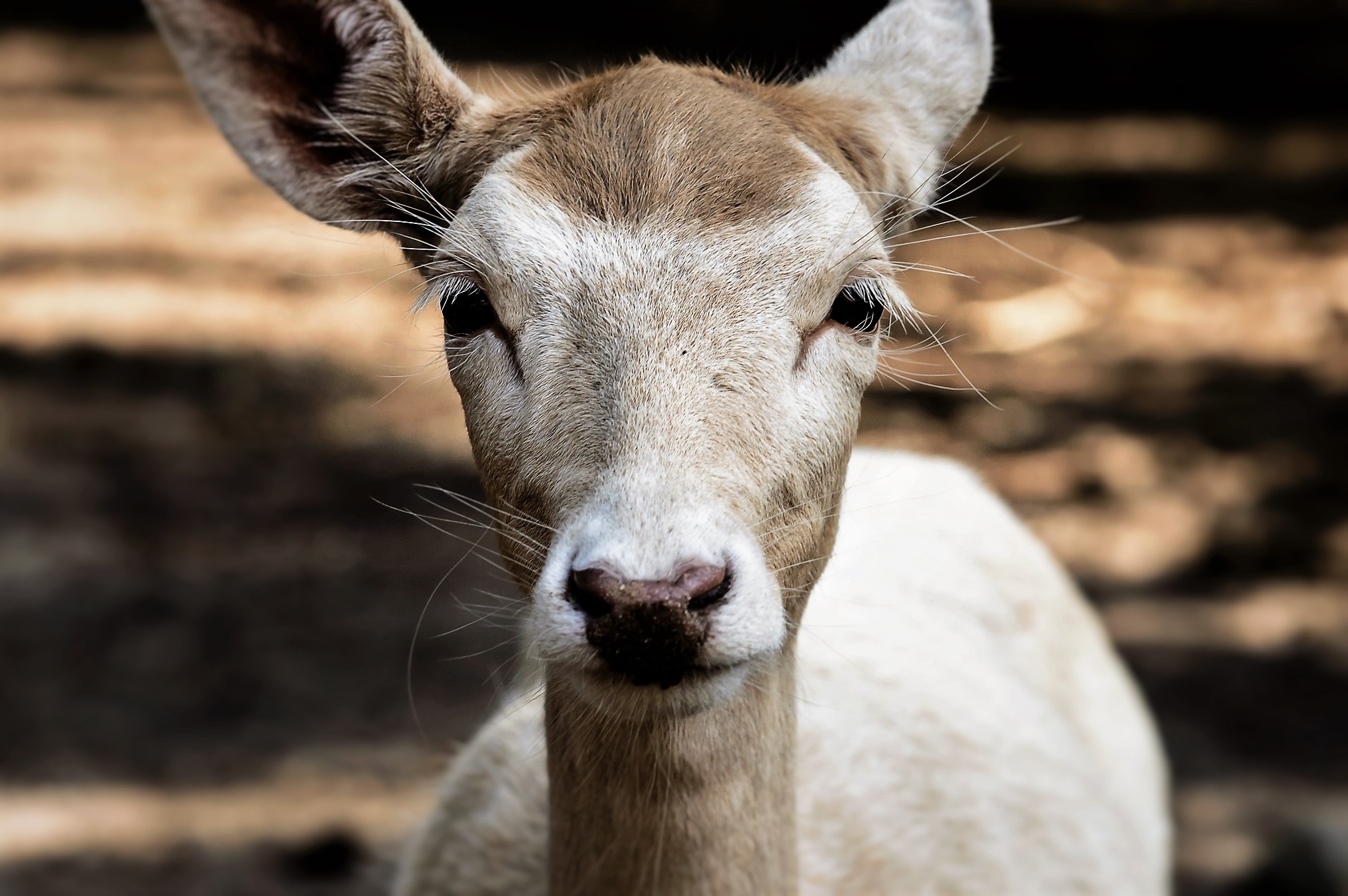 Free photo A nice white roe deer in the reserve