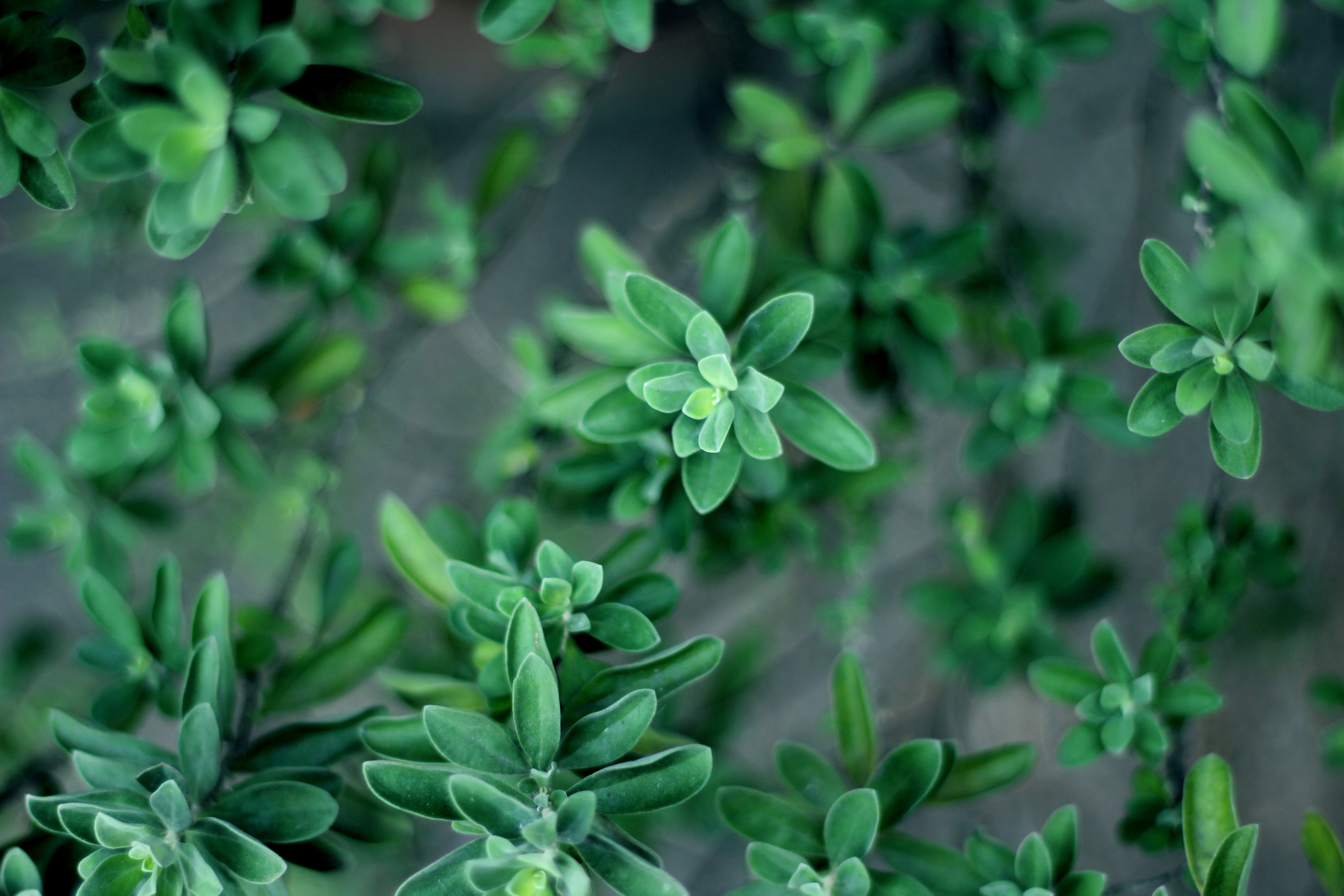 Free photo The leaves of a green plant