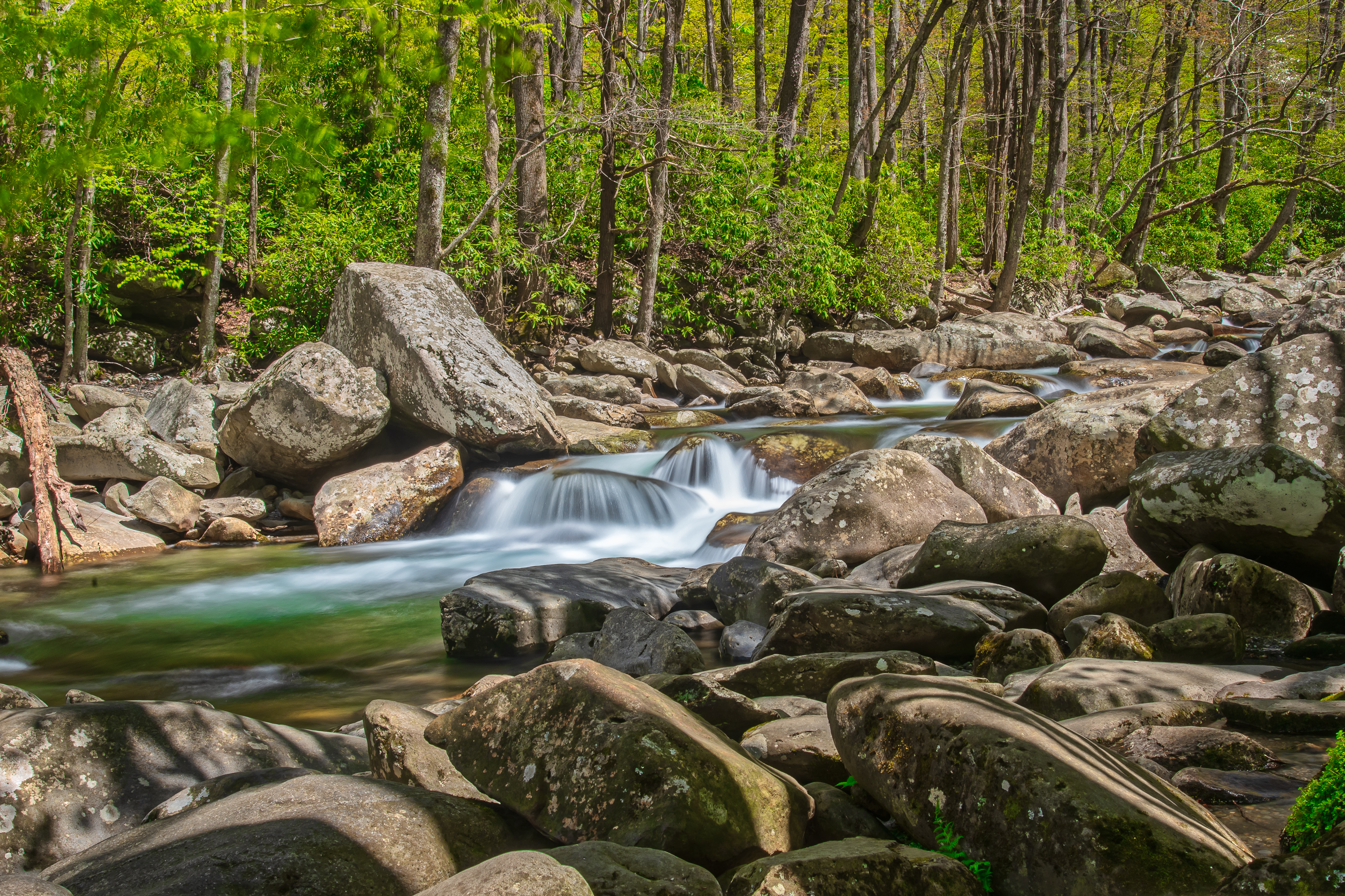 Wallpapers landscape trees Great Smoky Mountains National Park on the desktop